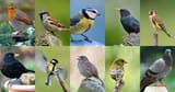 RSPB_Bid_Garden_Birdwatch_bb7d51d3-455d-48e9-a0dd-e87b942d8406