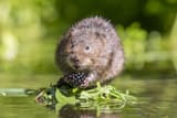 Water vole_0