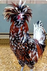 TeamRooster