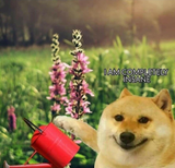 I AM COMPLETELY INSANE DOGE