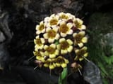 Myosotis macrantha 2