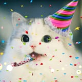 nig Cat no nigs party