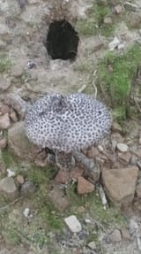 Appa Mushroom &amp; Frog Home