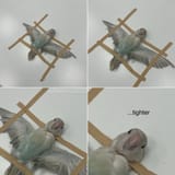 bird-getting-an-xray-v0-sskljzvxuoyd1