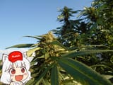 awoo weed