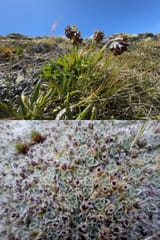 Myosotis macrantha &amp; Myosotis pulvinaris 2