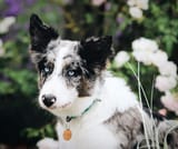 collie