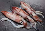squid fucker