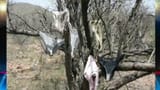 rapeTree