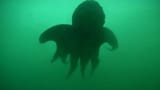 researchers-hunt-octopus-Pacific