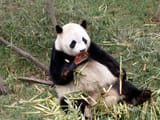 meat_panda1