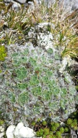 Myosotis pulvinaris 5