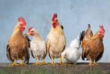 chicken-Xuan-Tuan-Anh-Dang-from-Pixabay
