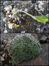 Louis&#039;s Forget-Me-Not&#039;s Ancestral Species