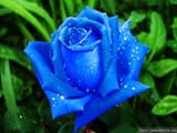 beautiful-blue-roses-wallpapers