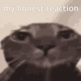 cat-my-honest-reaction