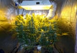 hps-fat-buds-full-moon-dwc