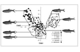 The-results-of-Canonical-discrimination-analysis-CVA-of-the-seven-species-of-the-genus[1]
