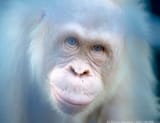 orangutan is my friend
