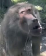 1000008275