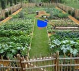 Doc&#039;s garden