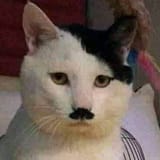 kitler
