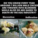 factory farming chicks