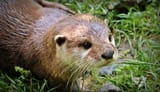 otter-1438381_S.-Hermann-F.-Richter-Pixabay-1400x807
