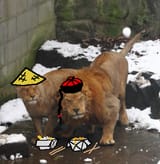 chinese lions