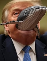 trump-san please dont