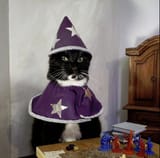 cat-wizard