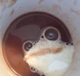 coffee-frog