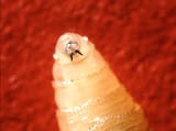 New World screwworm larva, like the one pictured, will hatch and feed on the flesh of living animals, typically cattle. Cases in humans are rare but can be fatal