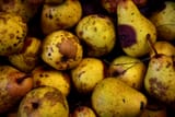 7c1eaa20-6879-11ee-b27c-e13e14dddc51-35e6bca0-6069-11ed-ae20-6d4f81acb181-pears-gd60152eb51920