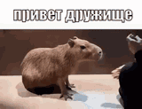 capybara-capybara-hello
