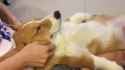 doggo_massage_thumb.jpg