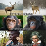 different species
