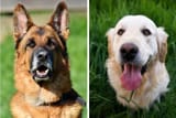 German-Shepherd-vs-Golden-Retriever-2