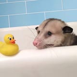 DuckyOverlord