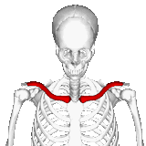 Clavicle_-_animation2