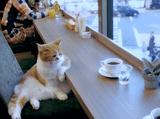 catncoffee