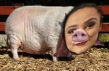 nepohog