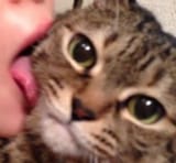 mfwkot