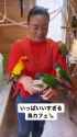 Meiko parrots_thumb.jpg