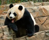 kekpanda