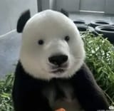 pandas-without-eye-patches-v0-2qsj8omnai9d1