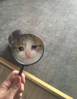 sad cat