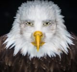 handsomestaringeagle