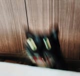 carmellacat