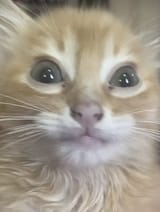 1740286940320202